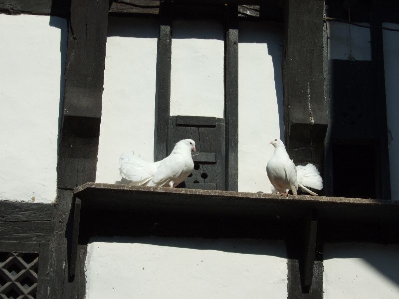 2011- 023.jpg